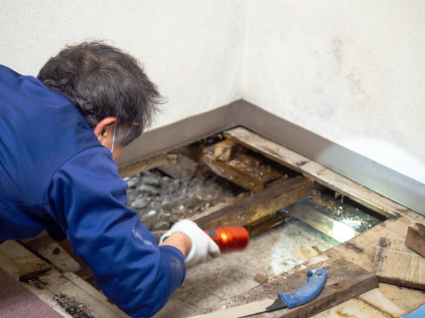 Best Emergency Mold Remediation in Ridgetop, TN