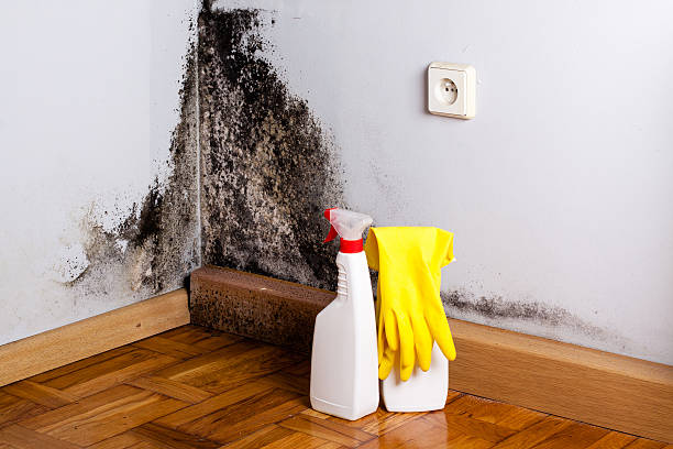 Best Localized Mold Remediation (e.g., coastal areas, humid climates) in Ridgetop, TN